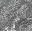 Wide Fossil Seed Fern Plate - Pennsylvania #73333-1